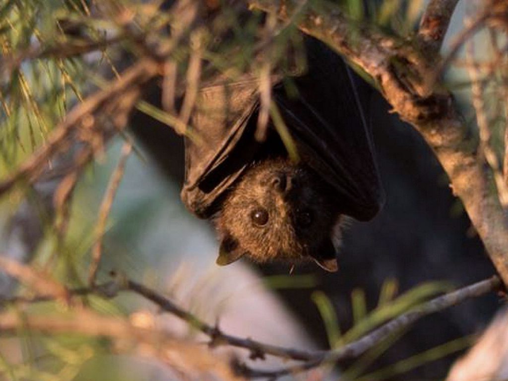Caution With Sick or Injured Flying Foxes